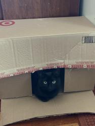Reunited Male Cat last seen Trevalley Rd and Payson St, Revere, MA, Revere, MA 02151