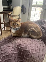 Lost Male Cat last seen El Camino Real, Municipal Golf Course, San Clemente, CA 92672