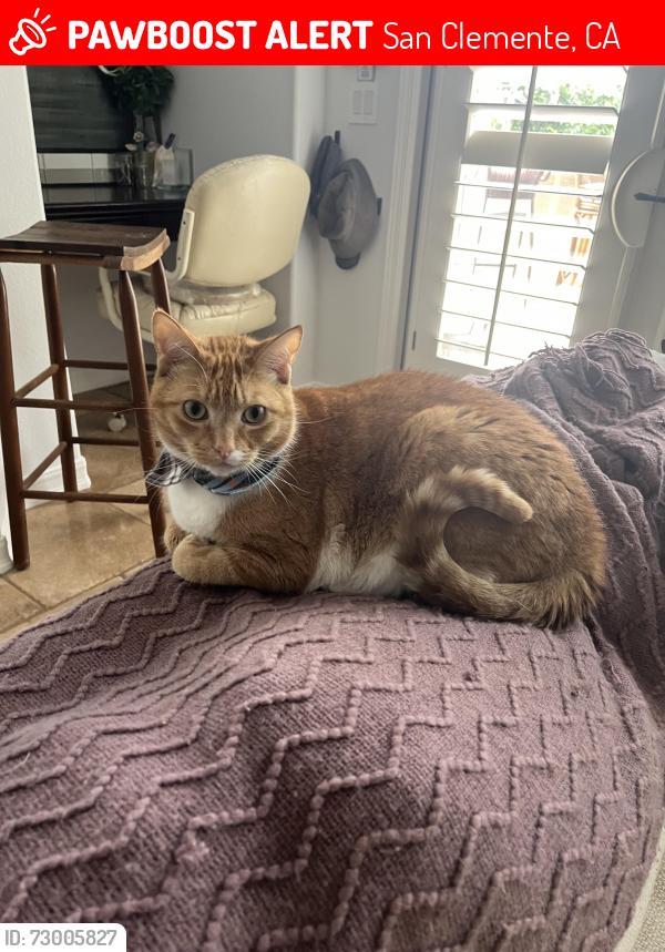 Lost Male Cat last seen El Camino Real, Municipal Golf Course, San Clemente, CA 92672