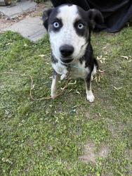 Lost Female Dog last seen Family dollar, Greenville, SC 29611