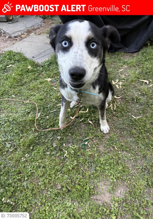 Lost Female Dog last seen Family dollar, Greenville, SC 29611