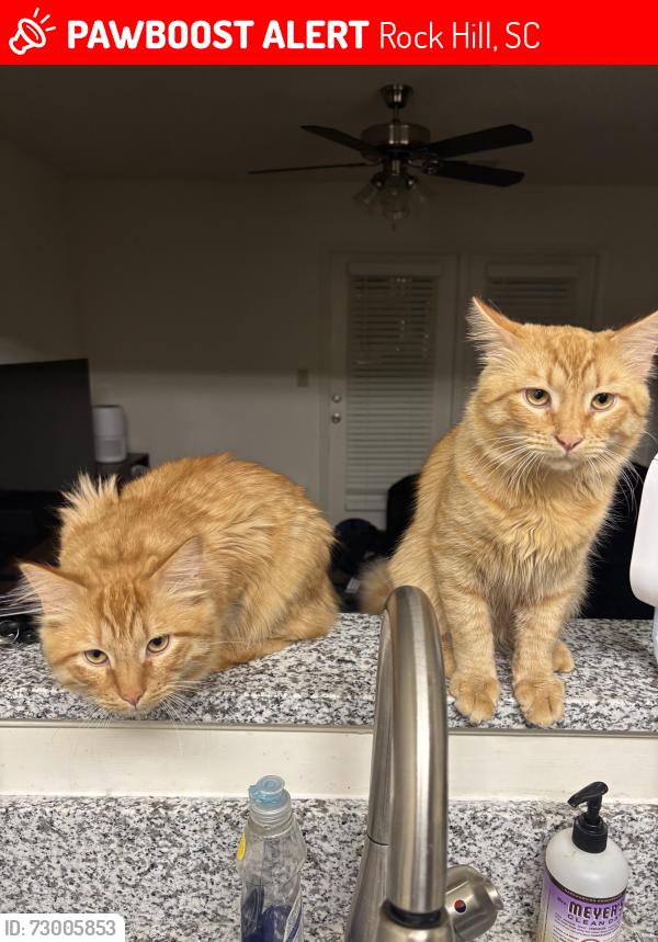Lost Male Cat last seen Brittany place apmts, Rock Hill, SC 29732