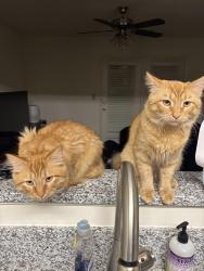 Lost Male Cat last seen Brittany place apmts, Rock Hill, SC 29732