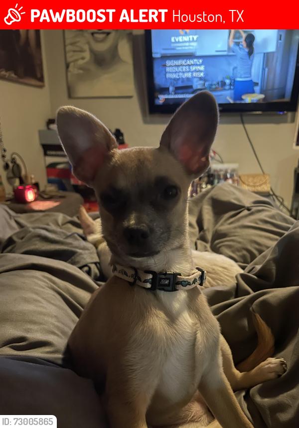 Lost Female Dog last seen Beamer, Houston, TX 77089