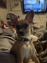 Lost Female Dog last seen Beamer, Houston, TX 77089