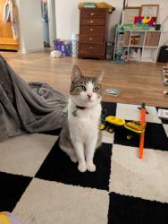 Reunited Male Cat last seen Hendrix and harland Court , Oak Ridge, TN 37830