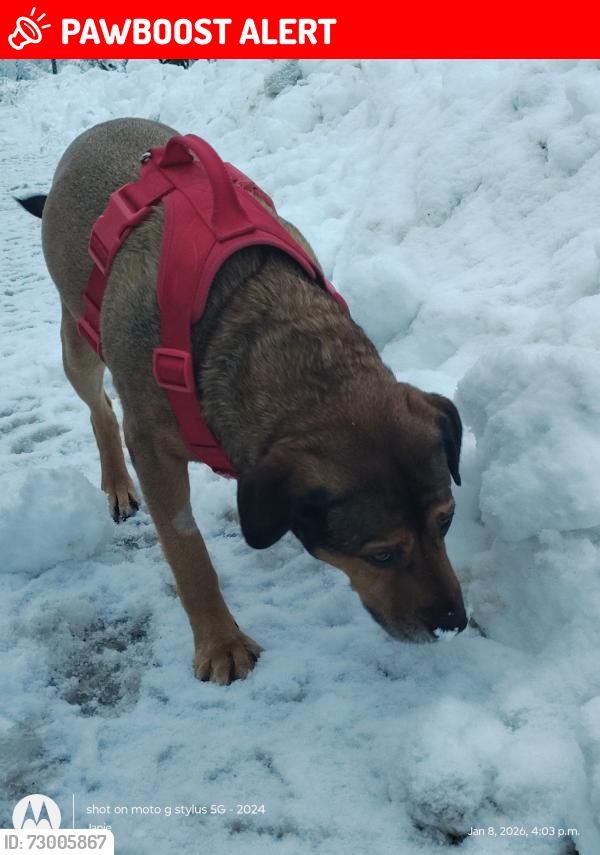Lost Male Dog last seen 82a ave, Langley Township, BC V2Y 1Y9
