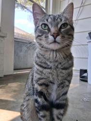 Reunited Male Cat last seen Near ranch rd 1869, Liberty Hill, TX 78642