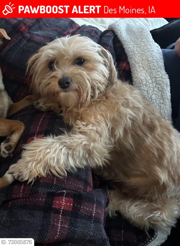 Lost Female Dog last seen Drake area by McDonald’s on Forrest., Des Moines, IA 50311