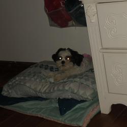 Lost Female Dog last seen Birchwood Drive , Garland, TX 75043