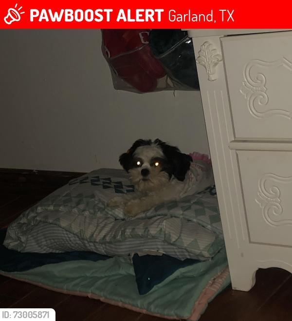 Lost Female Dog last seen Birchwood Drive , Garland, TX 75043