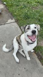 Lost Male Dog last seen woodthrush dr , Charlotte, NC 28227