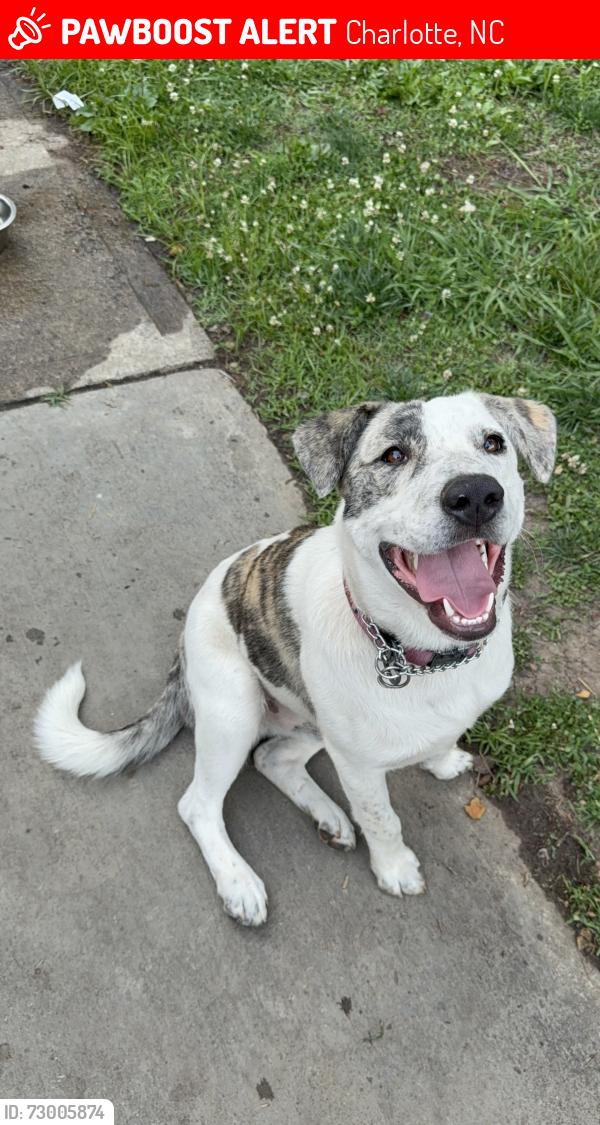 Lost Male Dog last seen woodthrush dr , Charlotte, NC 28227