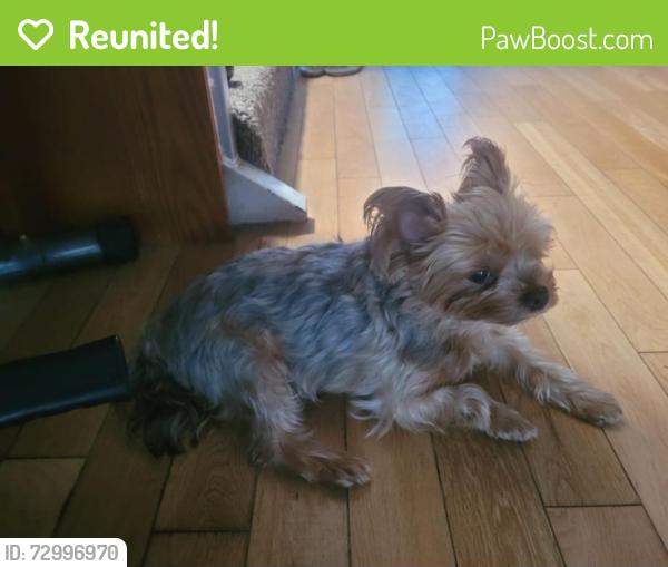 Reunited Female Dog last seen Near Zelzah Ave Encino Ca 91316, Los Angeles, CA 91316