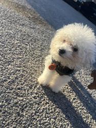 Lost Female Dog last seen cora, St. Louis, MO 63115