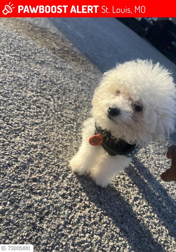 Lost Female Dog last seen cora, St. Louis, MO 63115