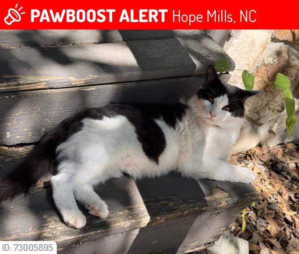 Lost Male Cat last seen Woodington & Parkton in Hope Mills, Hope Mills, NC 28348