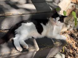Lost Male Cat last seen Woodington & Parkton in Hope Mills, Hope Mills, NC 28348