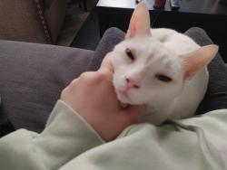 Reunited Male Cat last seen Arroyo Grande and Sunset, Henderson, NV 89014