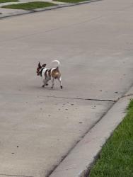 Found/Stray Unknown Dog last seen Old Alvin, Pearland, TX 77581