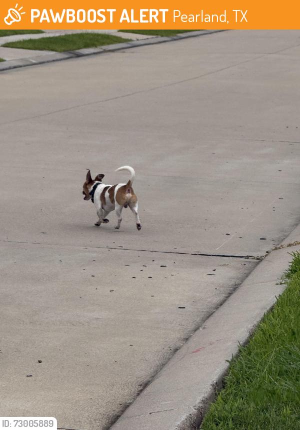 Found/Stray Unknown Dog last seen Old Alvin , Pearland, TX 77581