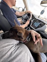 Found/Stray Male Dog last seen In San Marco area on Emerson. In a pack with 3 other dogs, Jacksonville, FL 32207