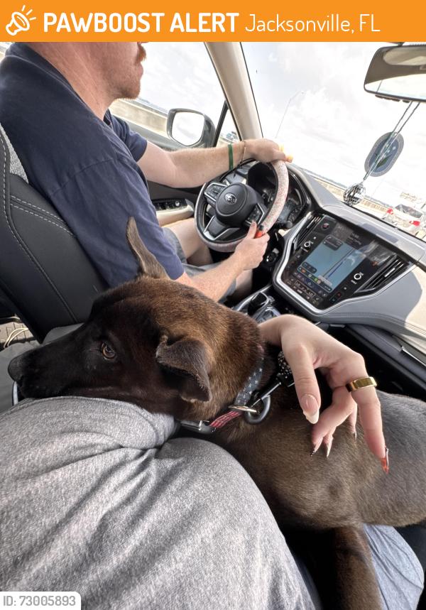Found/Stray Male Dog last seen In San Marco area on Emerson. In a pack with 3 other dogs, Jacksonville, FL 32207