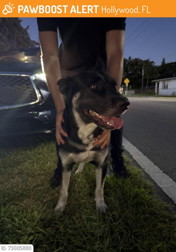 Found/Stray Male Dog last seen Obama road, Hollywood, Hollywood, FL 33020