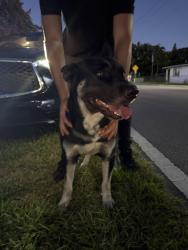 Found/Stray Male Dog last seen Obama road, Hollywood, Hollywood, FL 33020