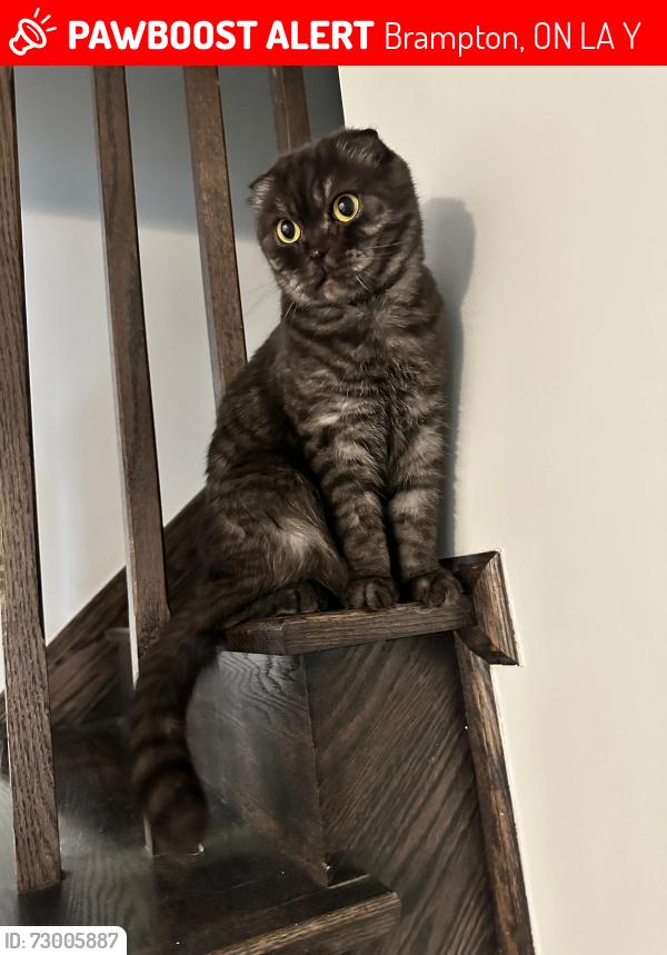 Lost Male Cat last seen Townhouse area, Brampton, ON L7A 2Y7
