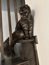 Lost Male Cat last seen Townhouse area, Brampton, ON L7A 2Y7