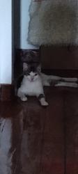 Reunited Female Cat last seen Cactus dr, Orange Park, FL 32073