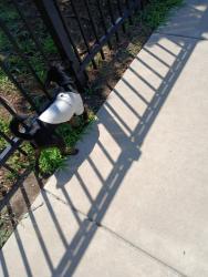 Found/Stray Male Dog last seen Bluffview and Menlo, Wichita, KS 67218