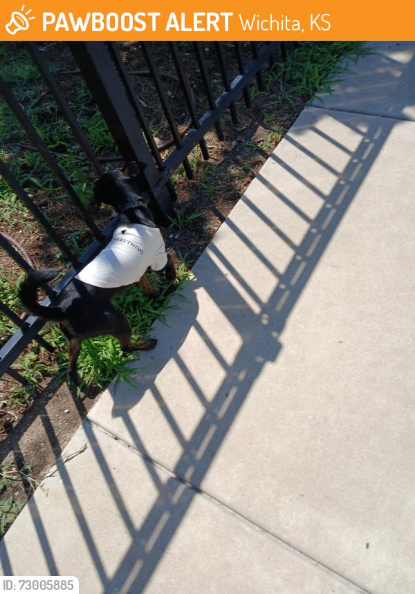 Found/Stray Male Dog last seen Bluffview and Menlo, Wichita, KS 67218