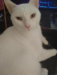 Reunited Male Cat last seen Arroyo Grande and Sunset, Henderson, NV 89014