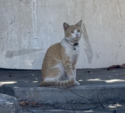 Found/Stray Unknown Cat last seen w 133rd st and yukon ave, hawthorne , Hawthorne, CA 90250