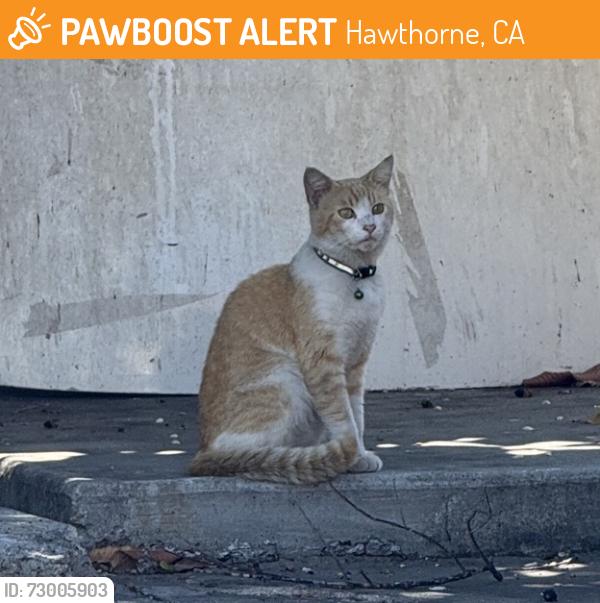 Found/Stray Unknown Cat last seen w 133rd st and yukon ave, hawthorne , Hawthorne, CA 90250
