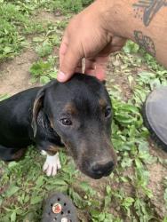 Found/Stray Female Dog last seen S. Villa Ave, Indianapolis, IN 46203