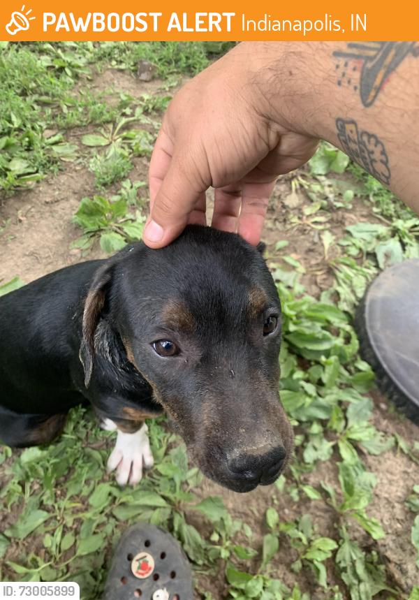 Found/Stray Female Dog last seen S. Villa Ave, Indianapolis, IN 46203