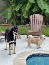 Reunited Male Dog last seen Azaleadell and Sue Barnett , Houston, TX 77018
