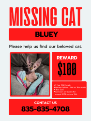 Lost Female Cat last seen Park Rd, Blandon, PA 19510