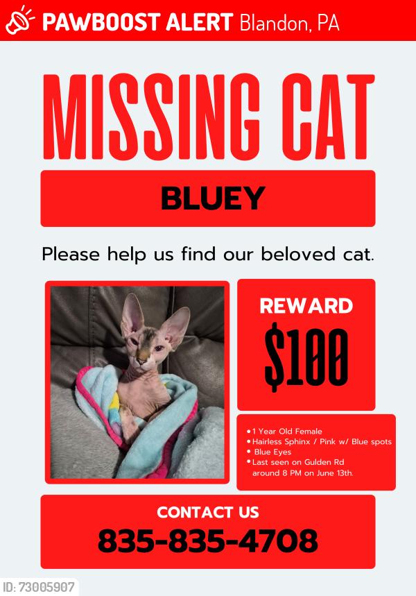 Lost Female Cat last seen Park Rd, Blandon, PA 19510