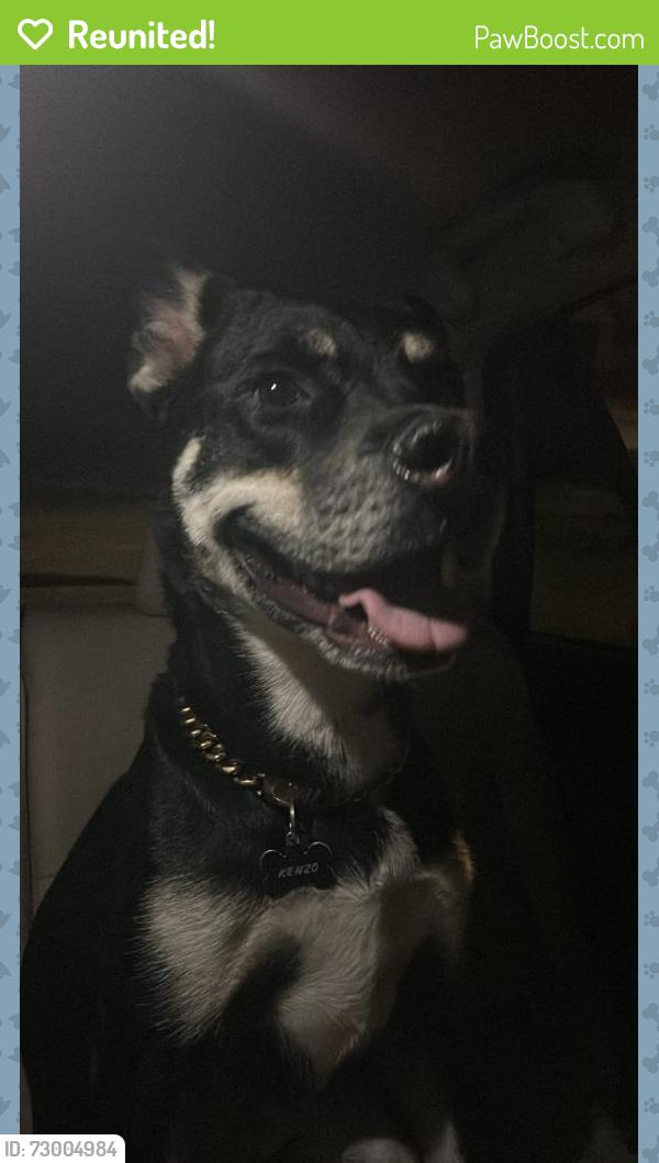 Reunited Male Dog last seen W Baywater Ave and N Forest Gate St, North Las Vegas, NV 89084
