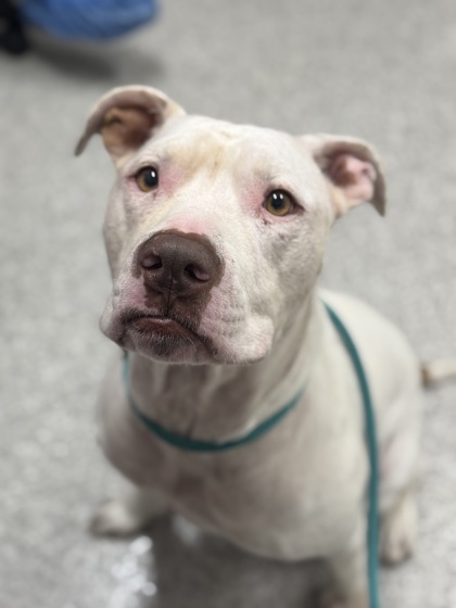 Shelter Stray Female Dog last seen Near Plumer Ave., 21206, MD, 301 Stockholm St, Baltimore, MD 21230, USA