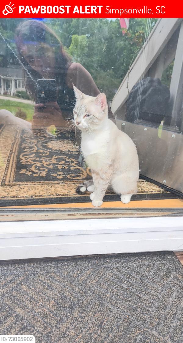 Lost Female Cat last seen Near Tankersley dr, near bethel elementary , Simpsonville, SC 29681