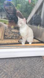 Lost Female Cat last seen Near Tankersley dr, near bethel elementary , Simpsonville, SC 29681