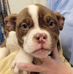 Shelter Stray Female Dog last seen E 68th St & Cleveland Ave, KCMO, 64132, 64132, MO, 7077 Elmwood Ave, Kansas City, MO 64132, USA