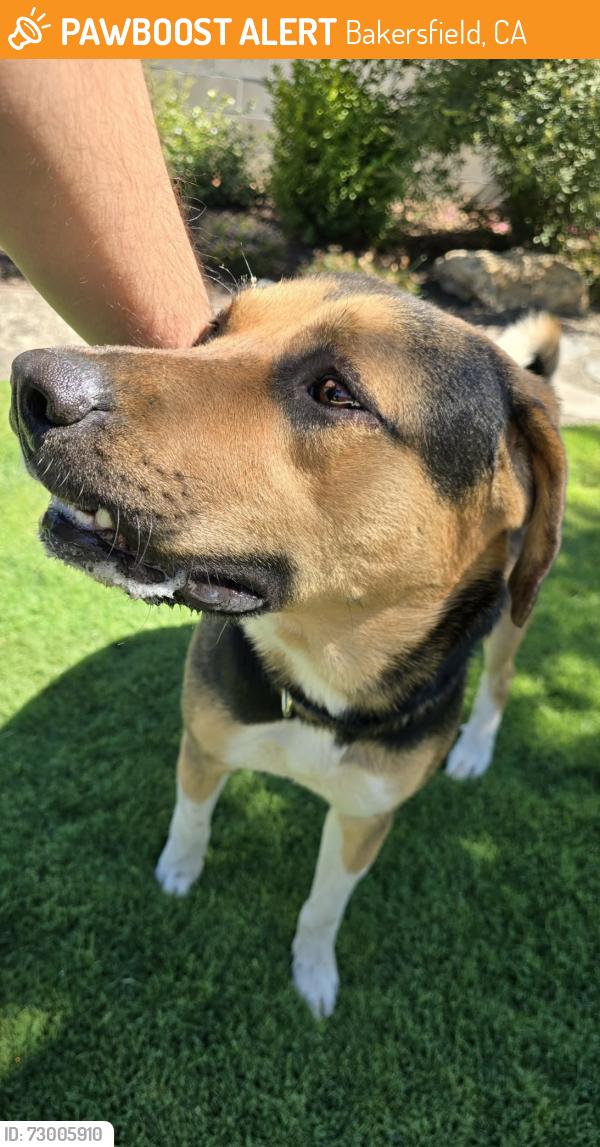 Found/Stray Male Dog last seen Near Ridgeview High, Bakersfield, CA 93313