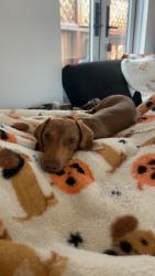 Lost Male Dog last seen McKenzie Ave, Tuttle Ave, Joyce Dr, Franich Park, Watsonville, CA 95076