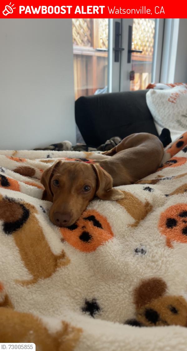 Lost Male Dog last seen McKenzie Ave, Tuttle Ave, Joyce Dr, Franich Park, Watsonville, CA 95076